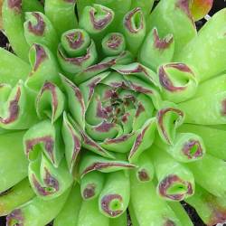 Sempervivum - Dachwurz - Hauswurz